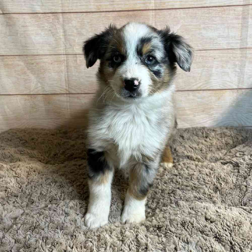 Male Miniature Australian Shepherd Puppy for Sale in OMAHA, NE
