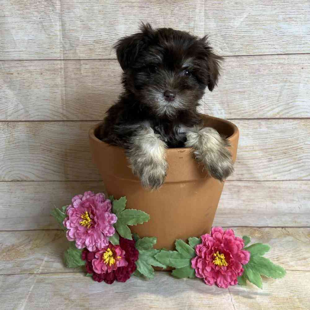 Female Miniature Schnauzer/Poodle Puppy for Sale in OMAHA, NE