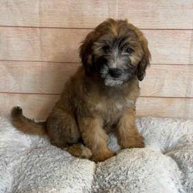 Soft Coated Wheaten Terrier/ Poodle