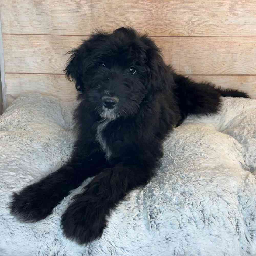 Male Australian Shepherd/ Poodle Puppy for Sale in OMAHA, NE