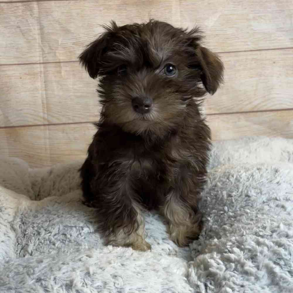 Female Miniature Schnauzer/Poodle Puppy for Sale in OMAHA, NE