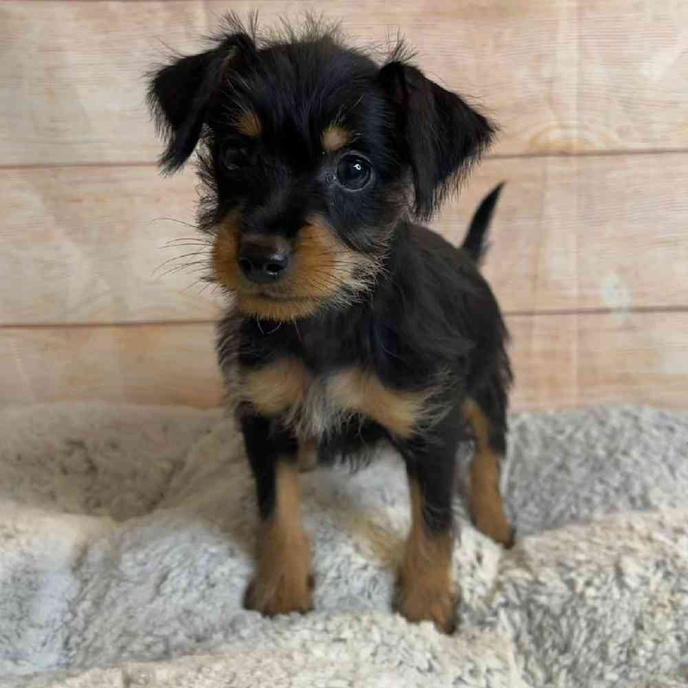 Female Terrier Mix Puppy for Sale in OMAHA, NE
