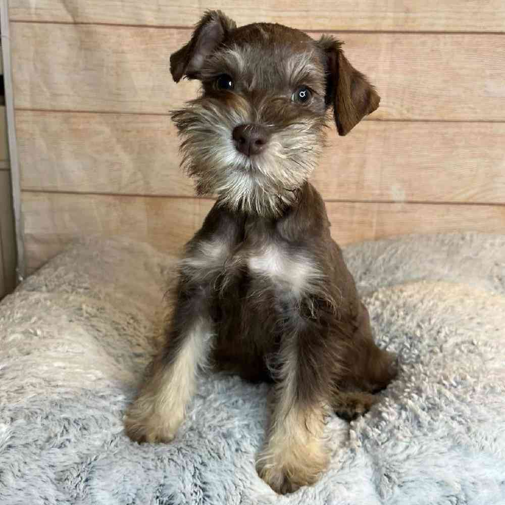Male Miniature Schnauzer/Poodle Puppy for Sale in OMAHA, NE