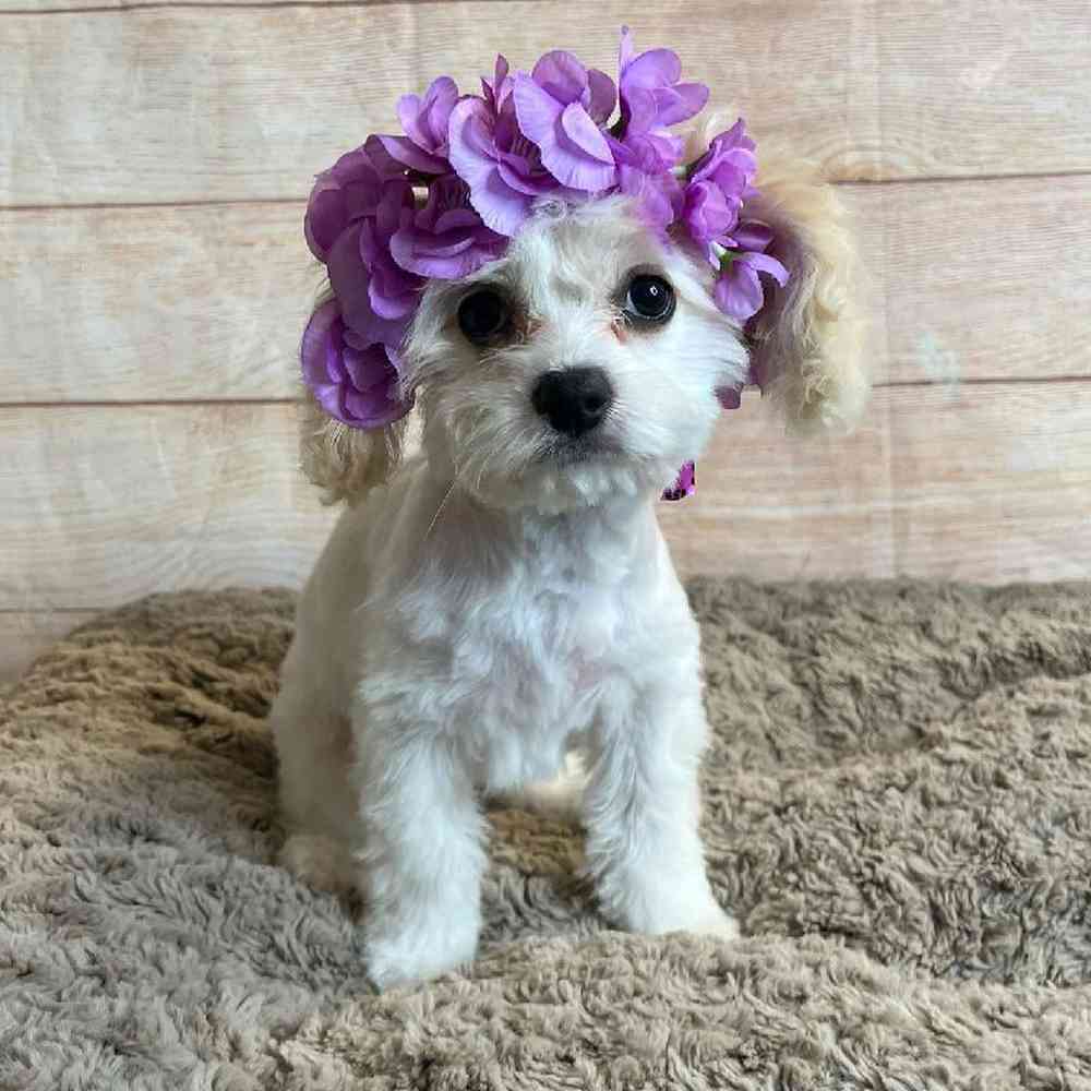 Female Cavalier King Charles Spaniel/ Bichon Frise Puppy for Sale in OMAHA, NE