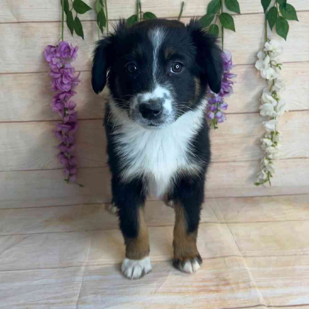 Female Miniature Australian Shepherd Puppy for Sale in OMAHA, NE