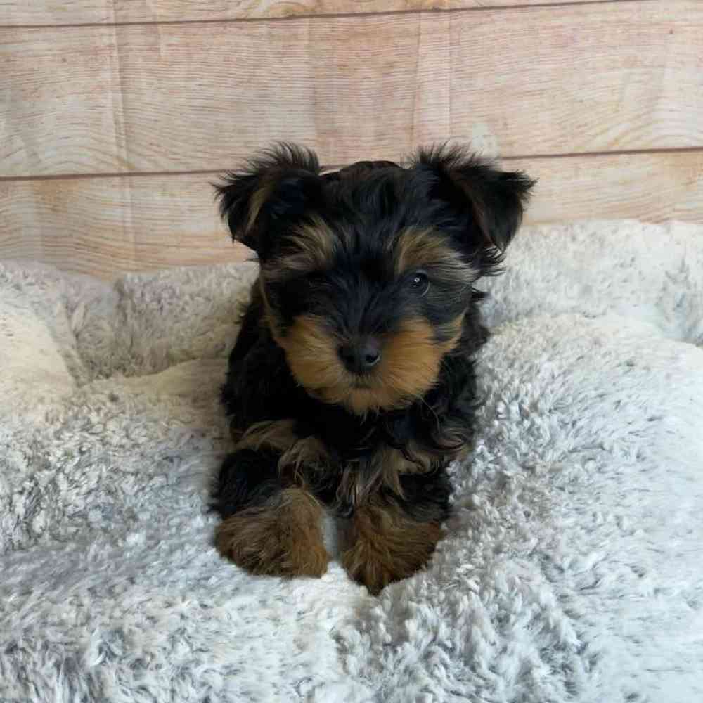 Male Yorkshire Terrier/Silky Terrier Puppy for Sale in OMAHA, NE