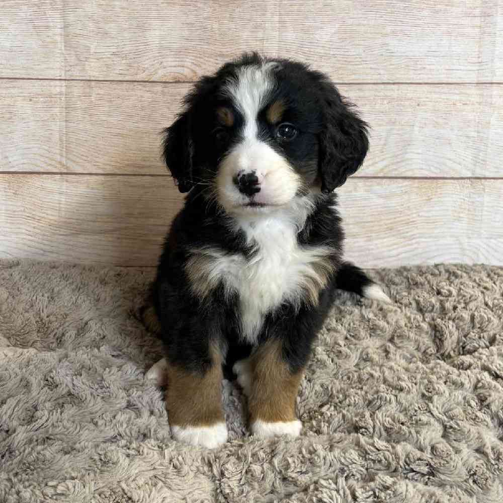 Female Bernese Mountain Dog/Poodle Puppy for Sale in OMAHA, NE