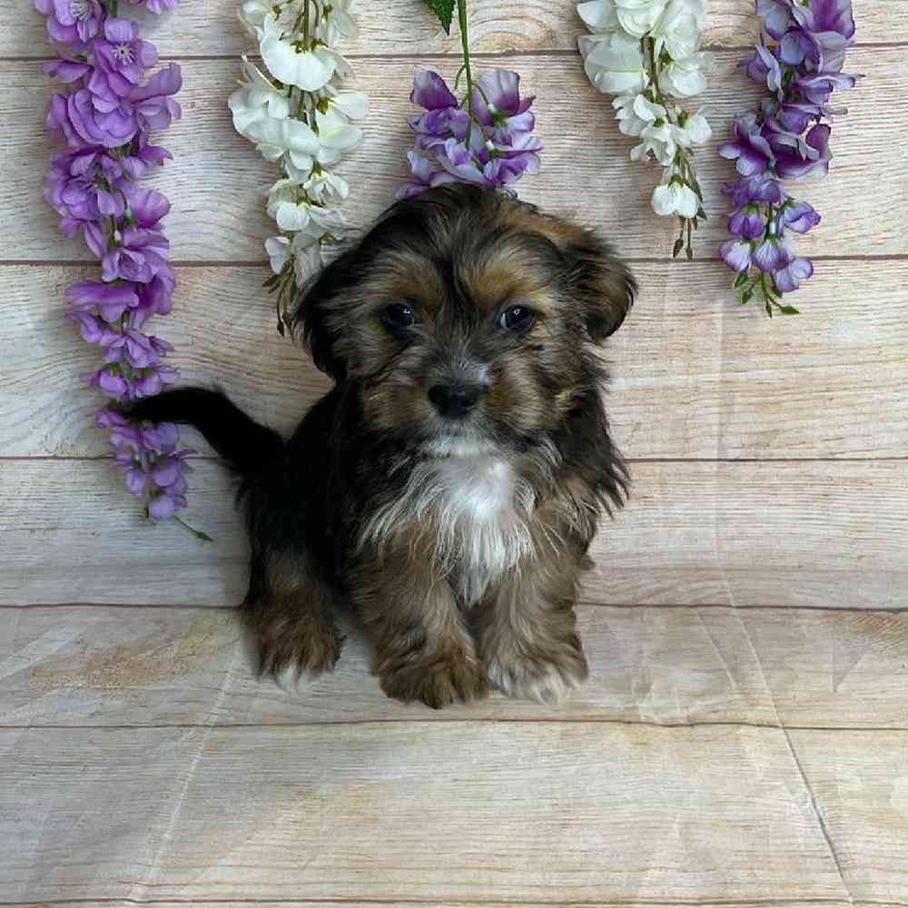 Female Shih Tzu/Yorkshire Terrier Puppy for Sale in OMAHA, NE