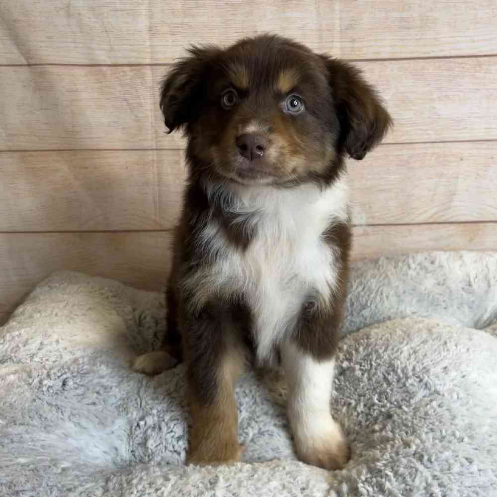Female Australian Shepherd Puppy for Sale in OMAHA, NE