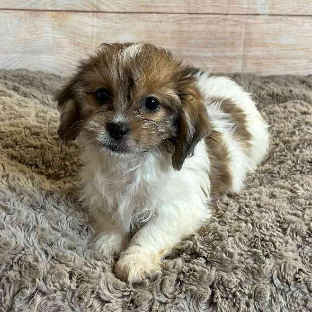 Female Dachshund/Shih Tzu Puppy for Sale in OMAHA, NE