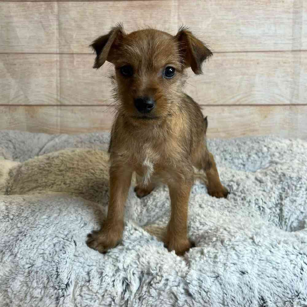 Male Terrier Mix Puppy for Sale in OMAHA, NE