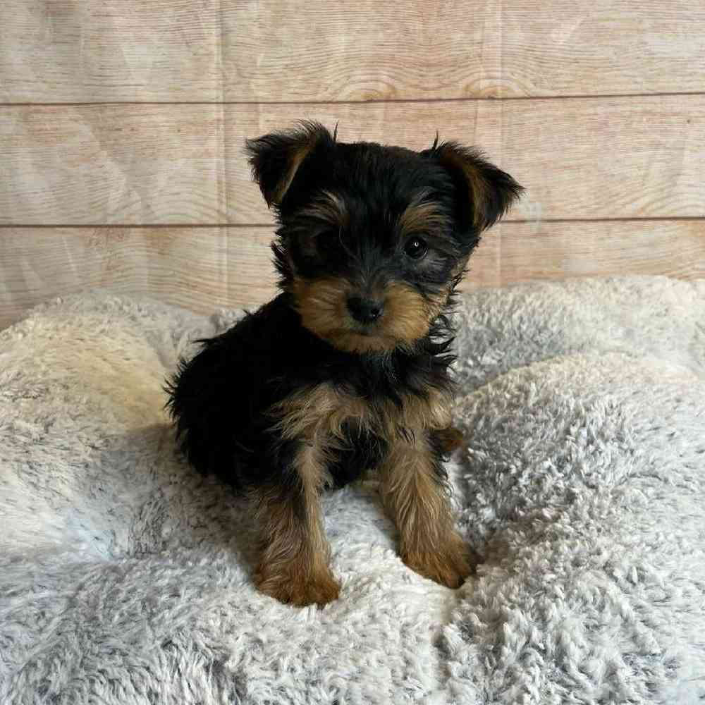 Female Yorkshire Terrier/Silky Terrier Puppy for Sale in OMAHA, NE