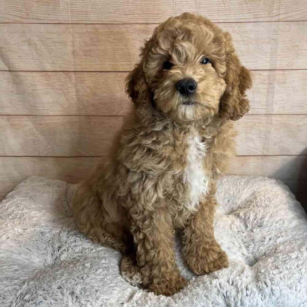 Male Bichon Frise-Poodle Puppy for Sale in OMAHA, NE