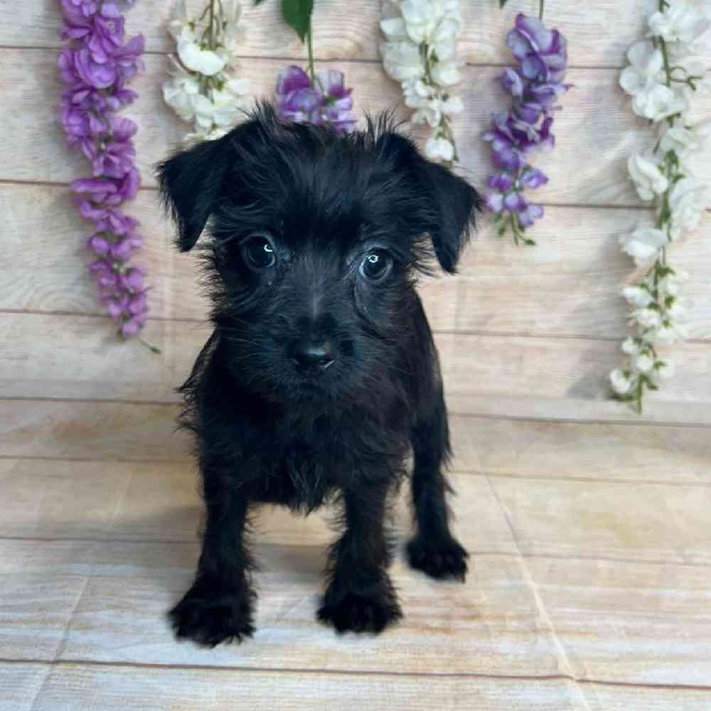 Female Terrier Mix Puppy for Sale in OMAHA, NE