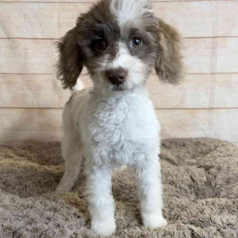 Female ShihTzu/Poodle Puppy for Sale in OMAHA, NE