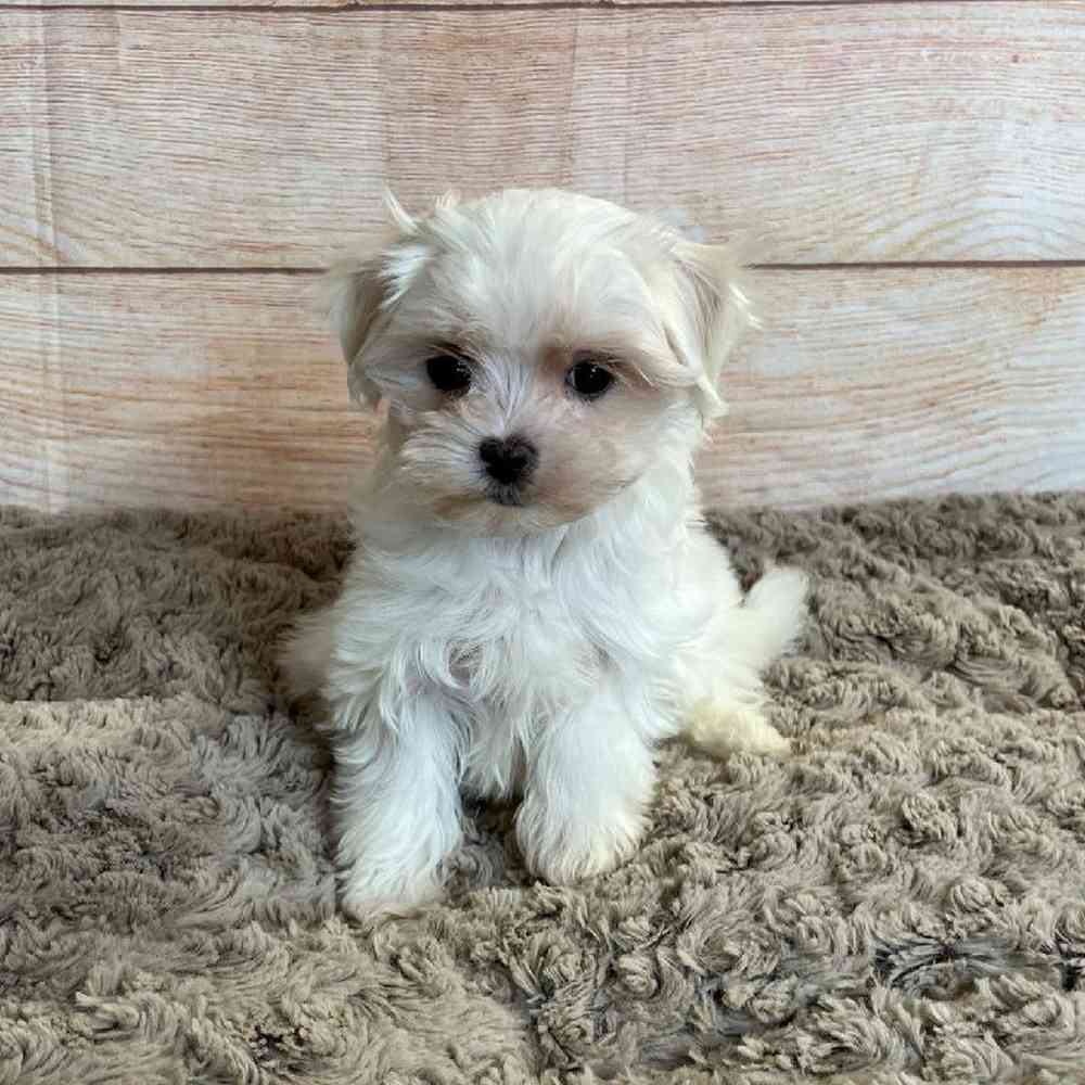 Female Maltese-Poodle Puppy for Sale in OMAHA, NE
