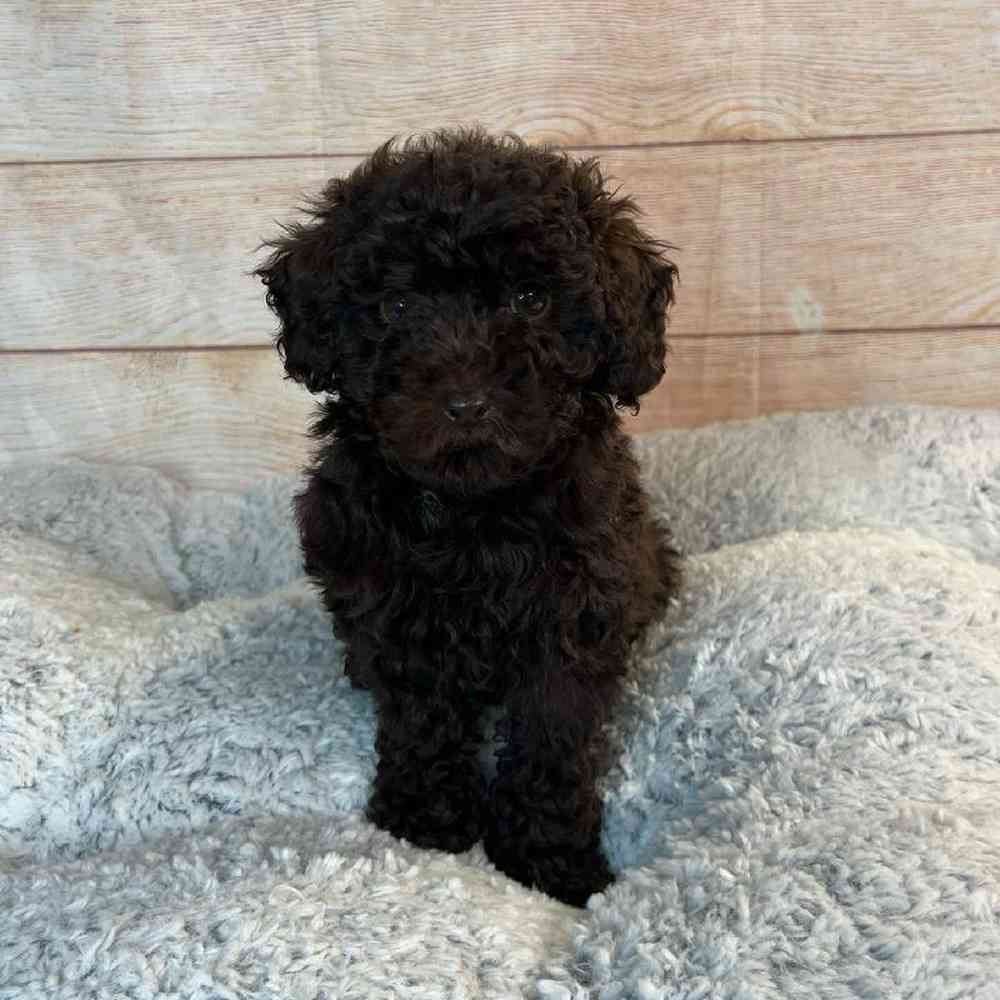 Female Poodle Puppy for Sale in OMAHA, NE