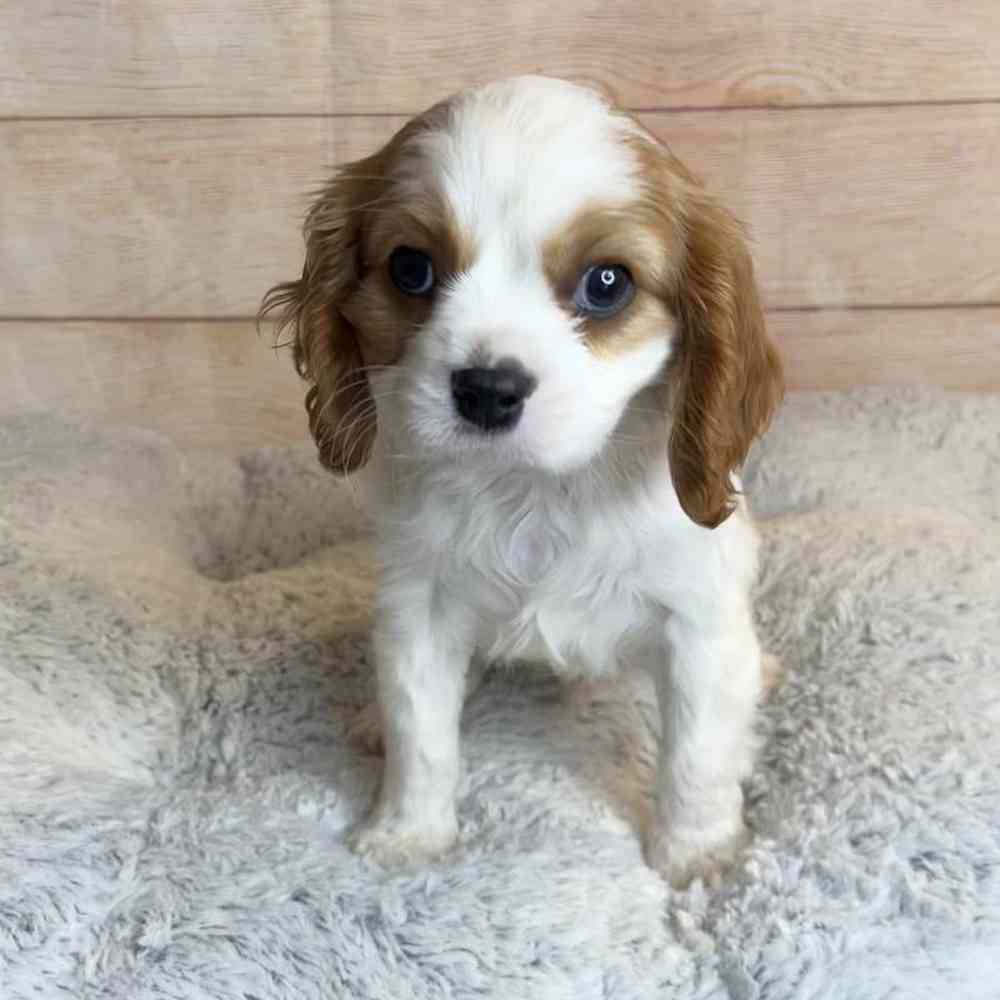 Male Cavalier King Charles Spaniel Puppy for Sale in OMAHA, NE