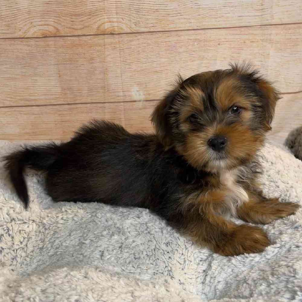 Male Shih Tzu/Yorkshire Terrier Puppy for Sale in OMAHA, NE