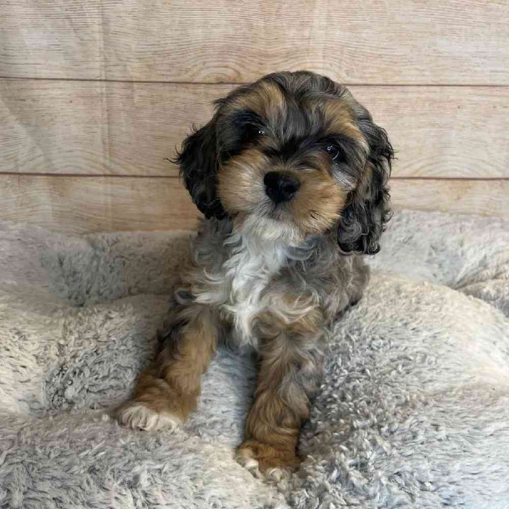 carousel pet images
