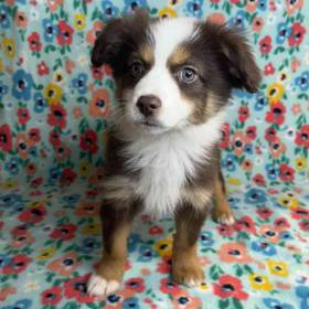 Miniature Australian Shepherd
