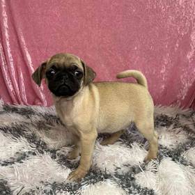 Pug