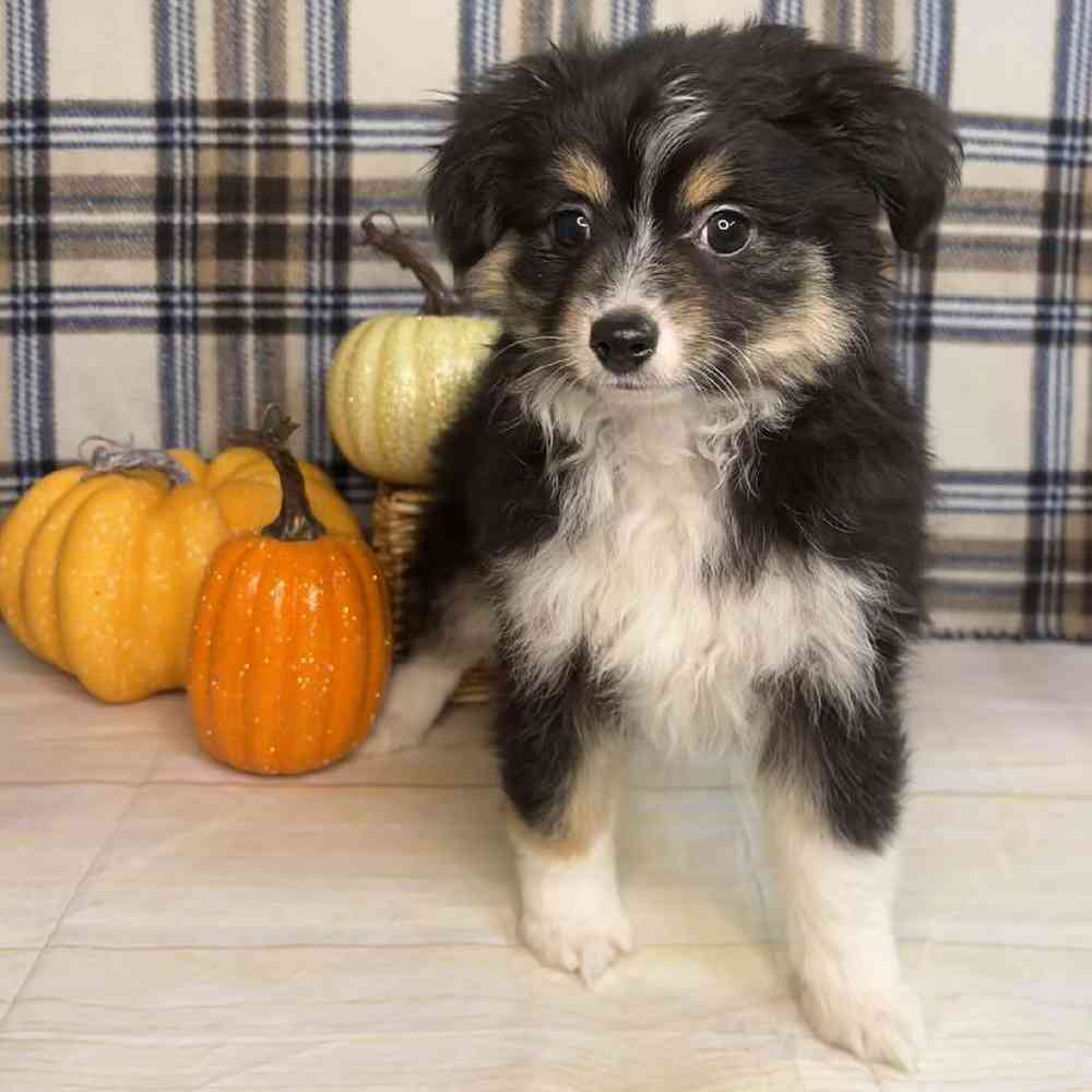 carousel pet images
