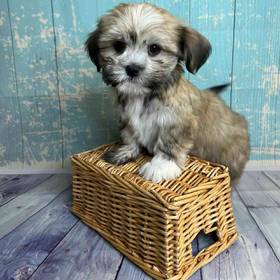 Havanese