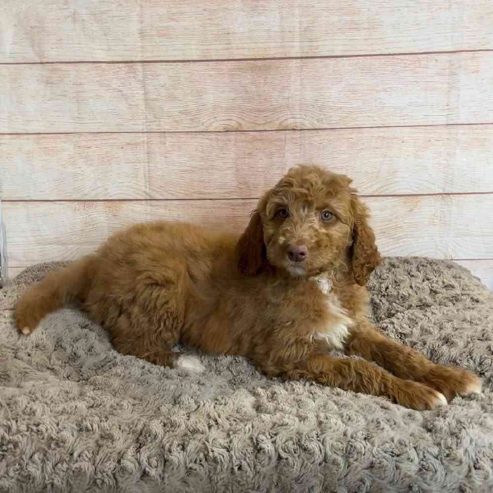 carousel pet images