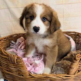 Great Pyrenees/ Bernese Mountain Dog