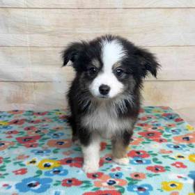 Miniature Australian Shepherd
