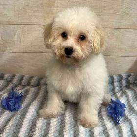 Bichon Frise-Poodle
