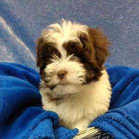 Poodle/Maltese/Shihtzu