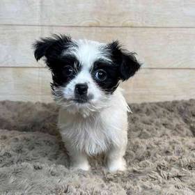 Shih Tzu/Yorkshire Terrier