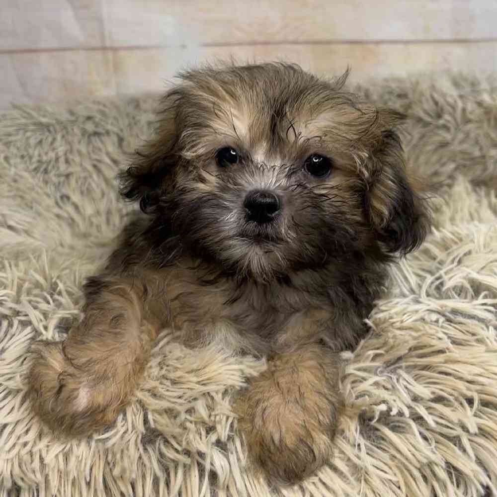 carousel pet images