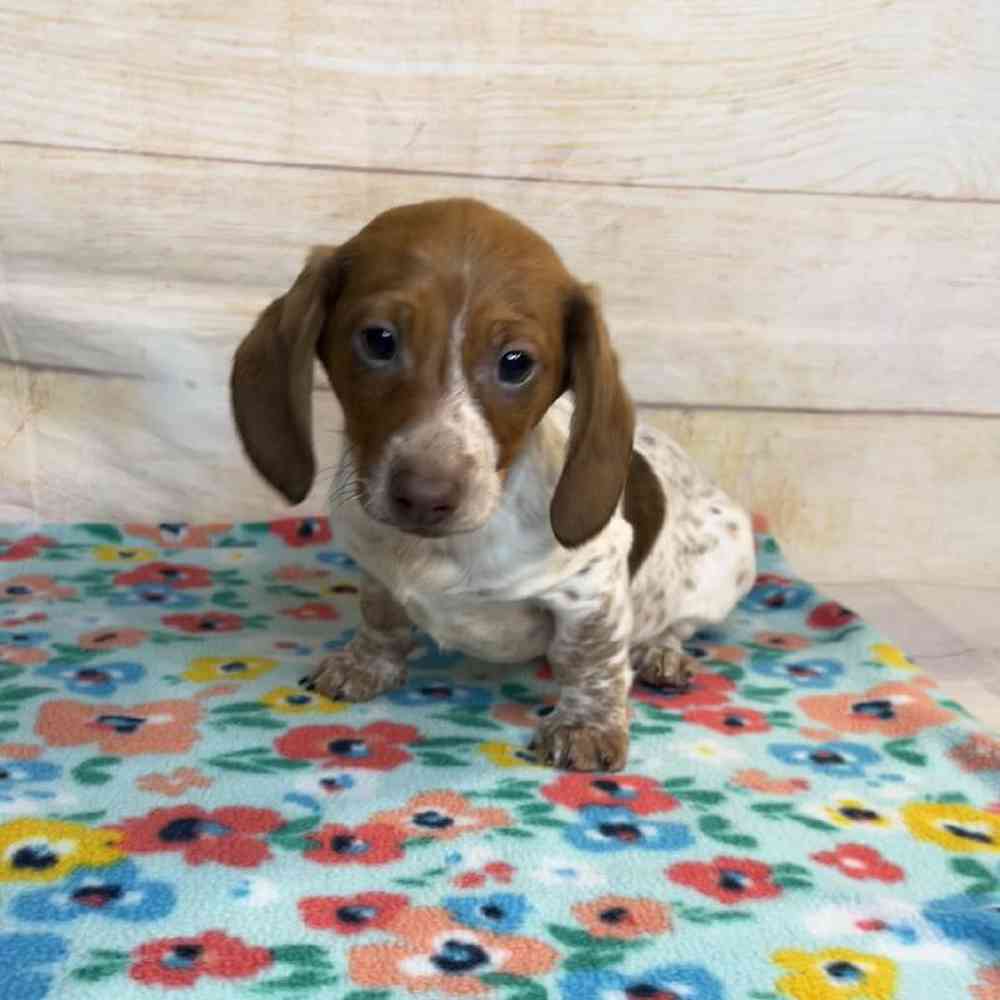 Image of a pet breed in the gallery