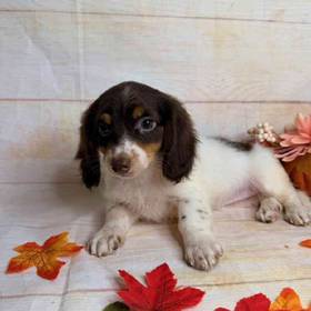Dachshund