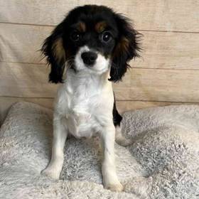 Cavalier King Charles Spaniel