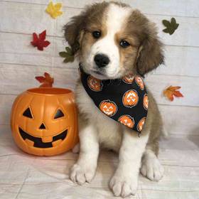 Great Pyrenees/ Bernese Mountain Dog