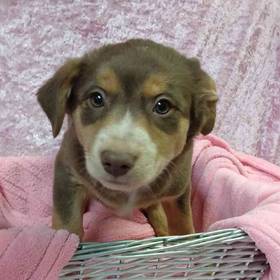 Australian Shepherd mix