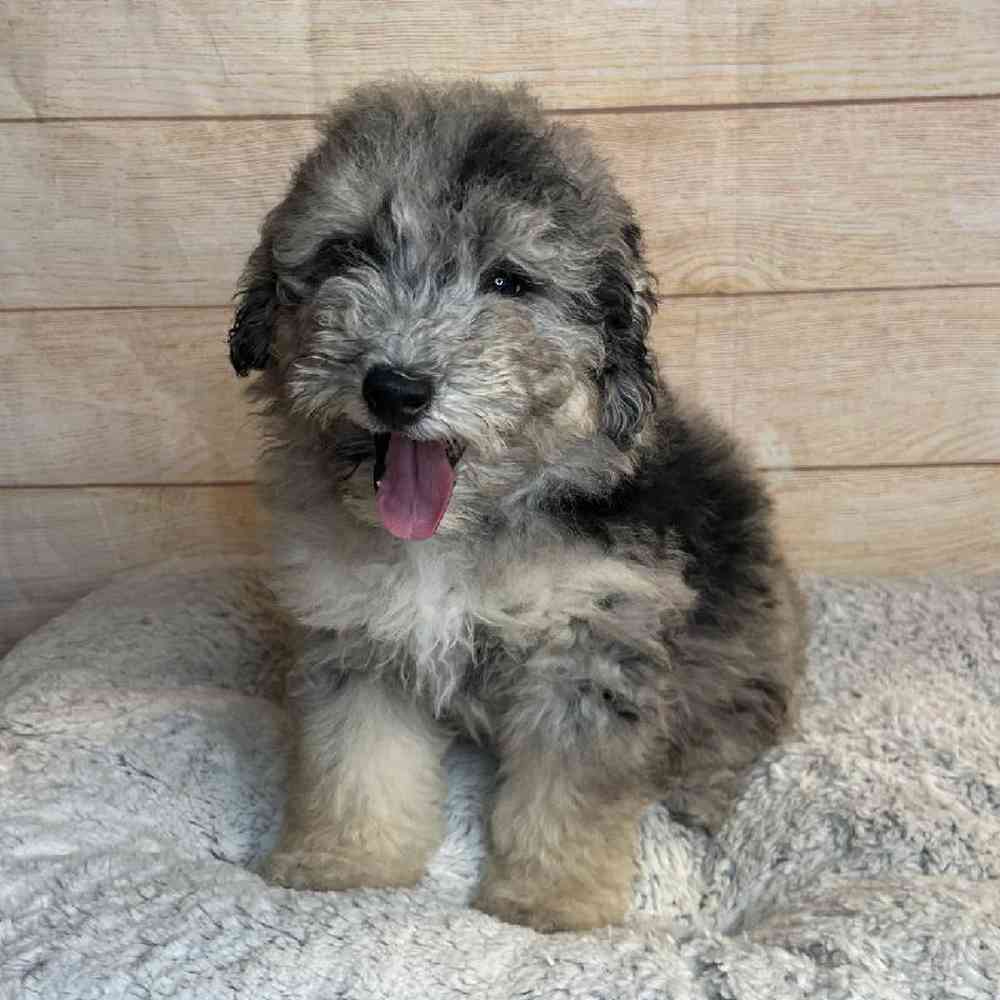 carousel pet images
