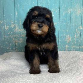Bernese Mountain Dog/Poodle
