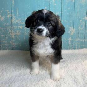 Miniature Australian Shepherd/ Poodle