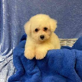 Bichon Frise