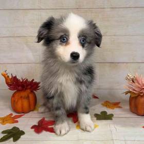 Miniature Australian Shepherd