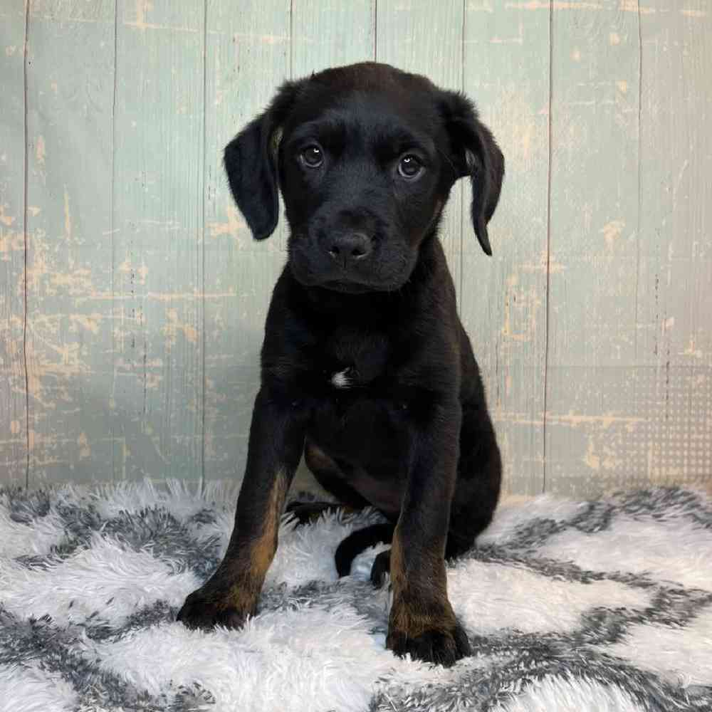 Image of a pet breed in the gallery