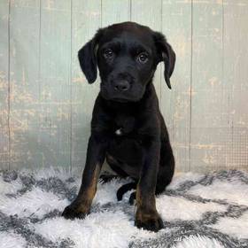 Golden Retriever/Rottweiler