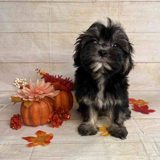 Harper