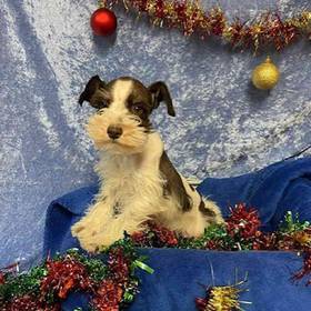 Miniature Schnauzer