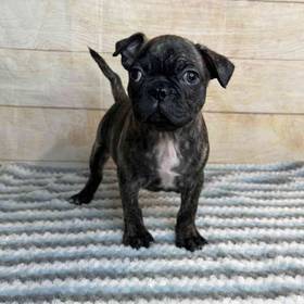 Pug Mix